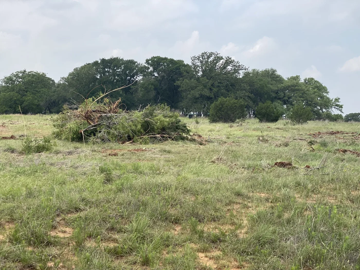 Cleared brush piled on pasture under live oaks