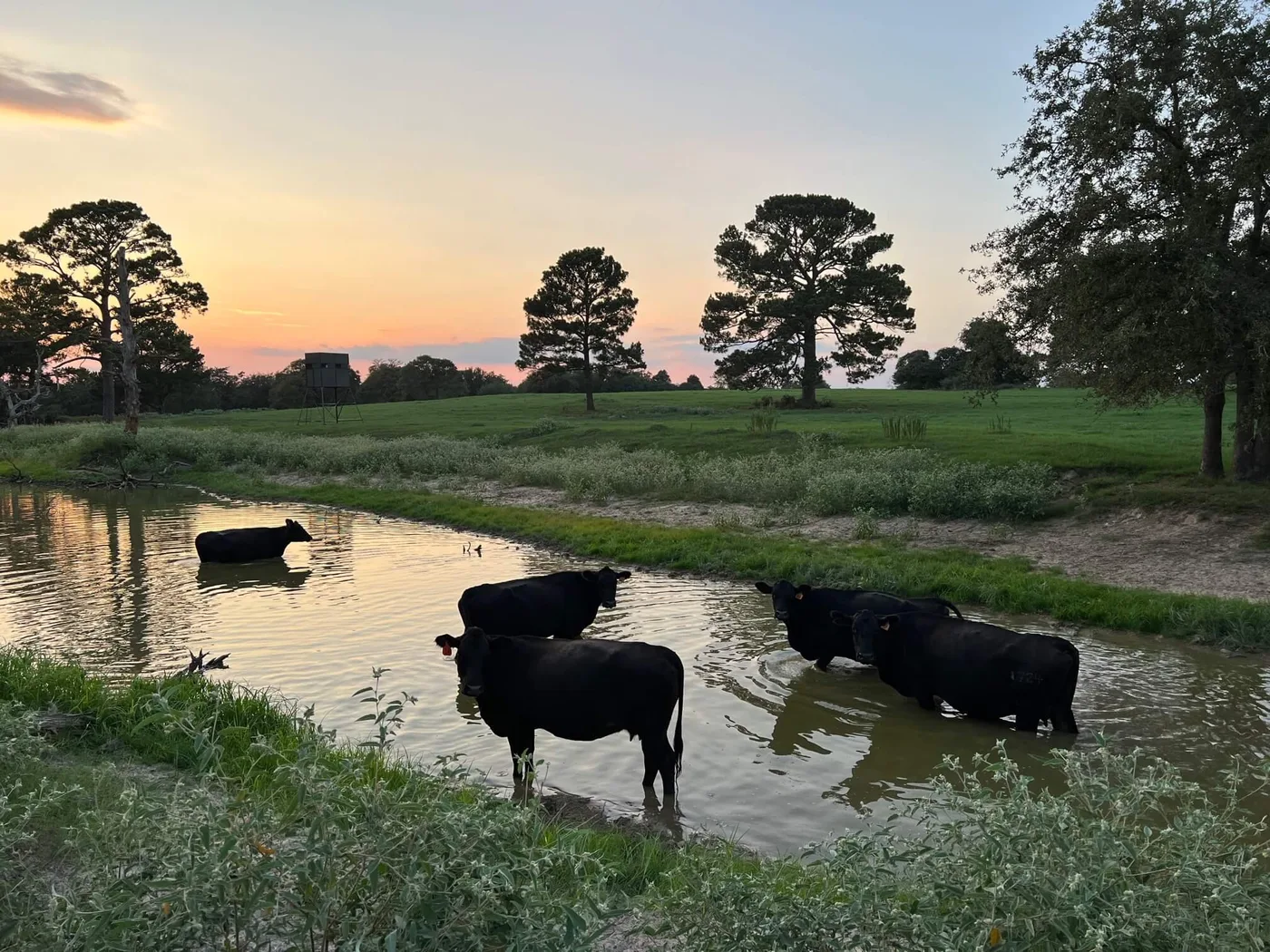 Cattle standing in a stock pond at sunset on Texas pasture